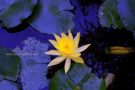 动漫九尾狐妖魅图片 蓝莲花图片 妖魅蓝莲花图片(8张) 蓝莲花图片