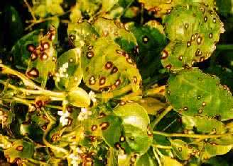 炭疽病 药用植物三七(田七)炭疽病