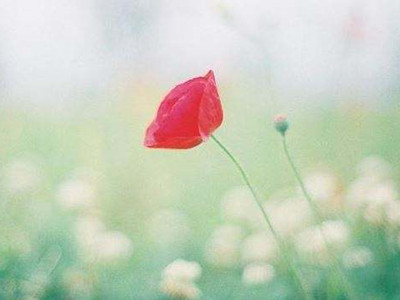 微风细雨幻乐一场 在细雨中--想你【图文乐】