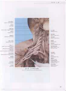 人体表面解剖学及图谱 《四肢应用解剖学实物图谱》