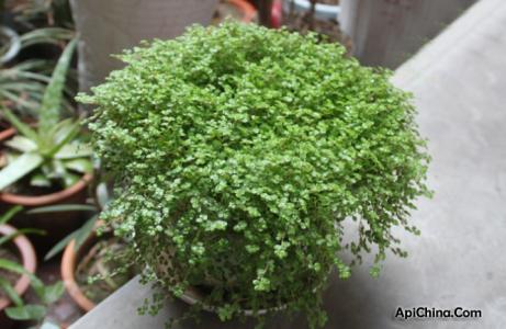 珠圆玉润 珠圆玉润珍珠草 珍珠草的介绍与养殖技巧