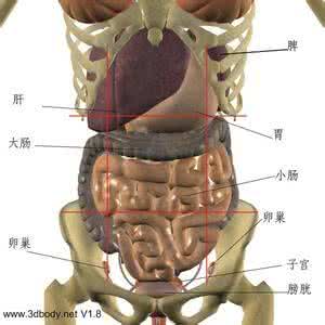 右下腹部隐痛的原因 左腹部隐痛的原因 腹部隐痛千万别忽视