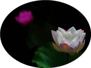 雅丽美文 美文雅句：原来世界上真的没有什么是永远。一段友情，离开了就淡了。一段爱情，分离了就散了。