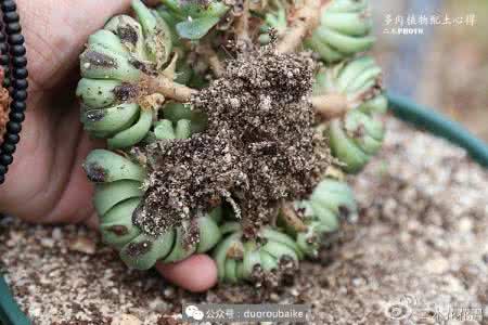 和二木一起玩多肉 多肉养不好？土壤是关键！二木重新整理的多肉植物配土篇