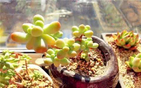 多肉植物播种 多肉植物播种(差别注意事项)