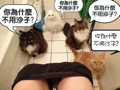 猫奴 质问奴隶 猫主质问猫奴:如厕为啥不用沙子！