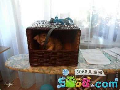 我的世界怎样制作猫窝 猫窝制作 怎样制作猫窝？