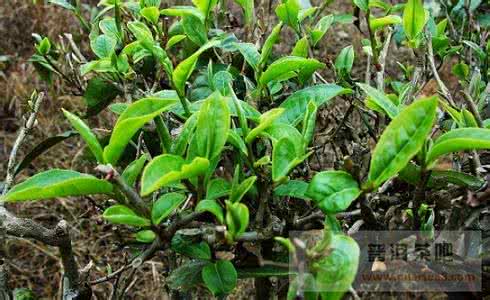 蛮砖古茶山 蛮砖古茶山资料简介与普洱茶特点