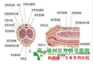 导致勃起障碍的原因 导致勃起障碍的原因 导致勃起障碍的原因?