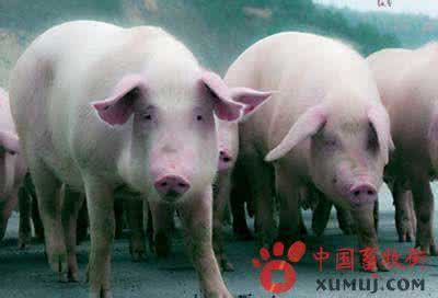 哈尔滨养猪场 哈尔滨白猪