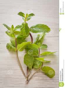 养的薄荷叶子发黑发黄 薄荷叶子发黄变干 【薄荷叶子发黄怎么办】薄荷怎么养