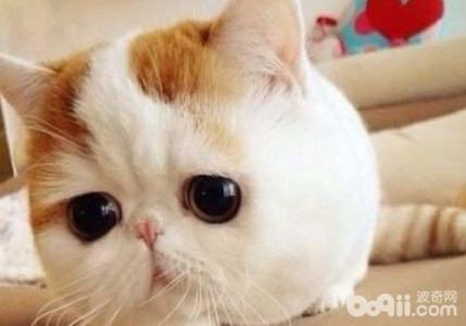 异国短毛猫 异国短毛猫 猫咪的胡子有什么用