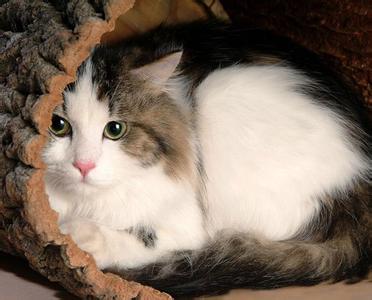 纯种布偶猫特征 天天宠物网 纯种布偶猫的特征