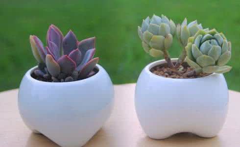 多肉植物夏天怎么养护 多肉植物怎么养护 多肉植物养护的70条建议