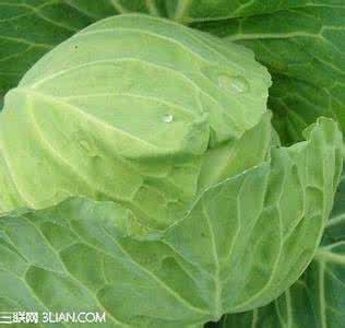 包菜的功效与作用 包菜的7大保健功效