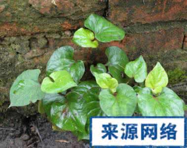 治疗癌症的中草药 实说中草药治疗癌症(1)