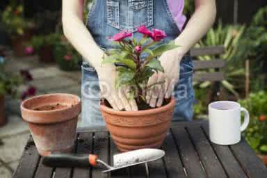 花卉换盆的五个步骤 花卉换土换盆的时间和注意事项