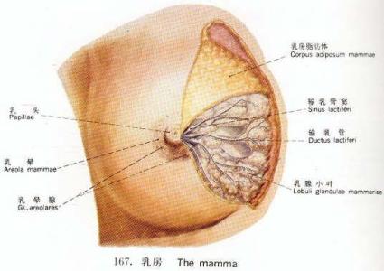 乳房肿块是乳腺癌吗 乳房湿疹没肿块也是乳腺癌