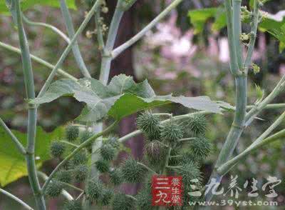 蓖麻仁 皮肤扎刺 蓖麻仁拔皮肤扎刺