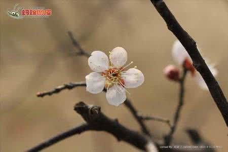 白梅花的功效与作用 白梅花的功效与作用 白梅花的功效与作用都有哪些