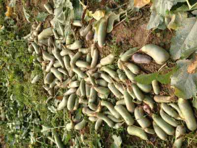 红皮萝卜的功效与作用 萝卜皮的功效这么大 你还把它当垃圾扔掉吗