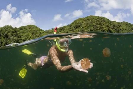 帕劳水母湖 在童话里潜水——帕劳水母湖