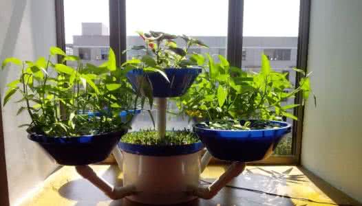 阳台水培蔬菜 阳台水培蔬菜 阳台水培蔬菜的方法详情介绍