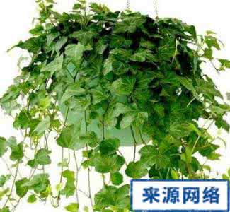 常春藤的功效与作用 常春藤的功效与作用 常春藤的作用和功效