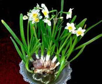 水仙花的养殖方法 水仙花的养殖方法 水仙花的养殖方法 水仙花怎么样