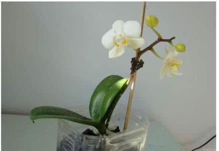 水培蝴蝶兰过程图 如何水培蝴蝶兰