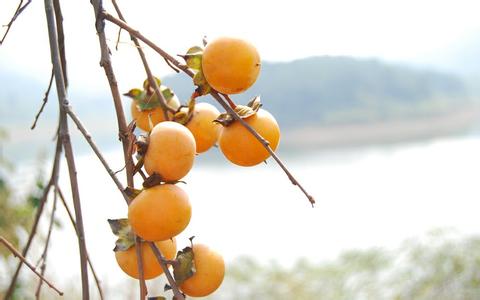 方舟采果子 谁能采到更多的果子