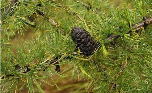 chinensis 太白红杉(Larix chinensis)  