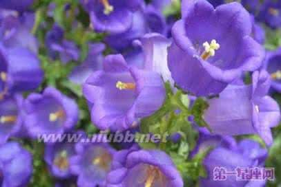 四叶草的花语和传说 风铃草的花语和传说