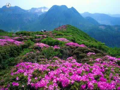 百里杜鹃大草原 震撼园林人!! 贵州百里杜鹃高山大草原~~~