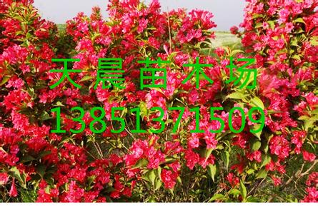 赞扬野花的唯美句子 赞扬花和人都美的句子 花美人更美