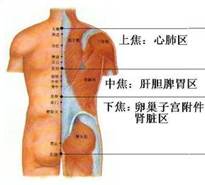 人体背部 背部体相的图文分析