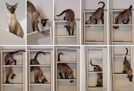 养猫手册 看看人家网上的养猫手册,给养喵的人参考