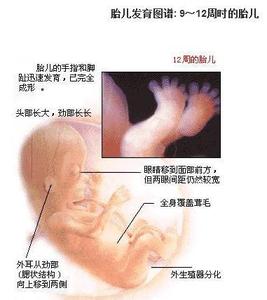 怀孕初期胎儿发育 怀孕初期的3个月：胎儿发育的过程及B超所见