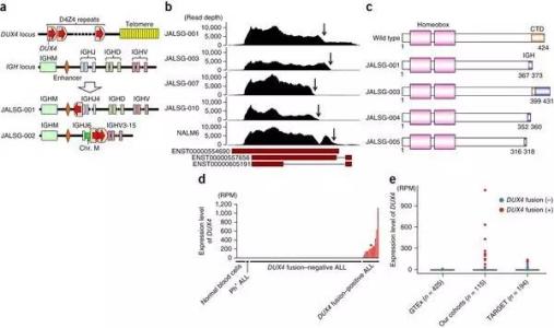 间歇性禁食 间歇性禁食 Nat Med丨间歇性禁食可抑制白血病(ALL)发生发展