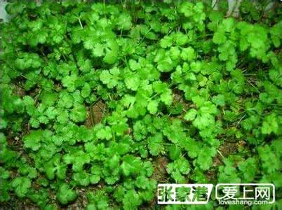 臭草的功效与作用 臭草的功效与作用 大臭草进阳台故事