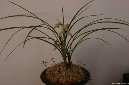 养鹩哥经验谈 养兰经验谈