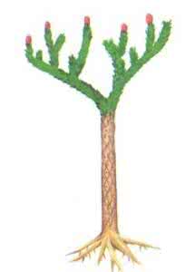 拟叶仙人掌属 拟仙人掌鳞木