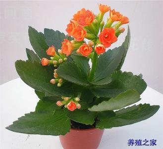 长寿花养殖注意事项 【长寿花图片】长寿花的养殖方法和注意事项 长寿花怎么养