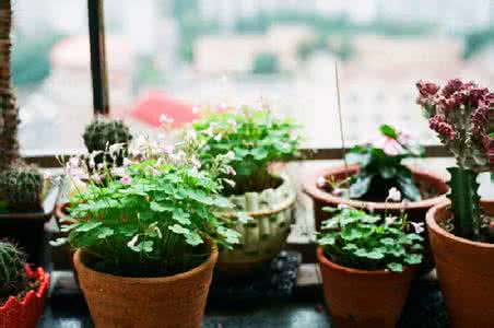 花卉网家庭养花 《家庭养花宝典丛书：草本花卉》