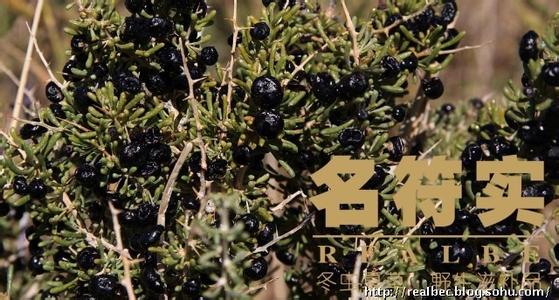 石斛冬虫夏草一起食用 石斛冬虫夏草一起食用 木耳和它一起吃，胜过冬虫夏草！