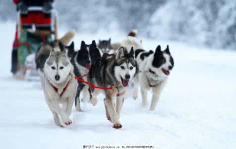 雪橇犬有几种 雪橇犬介绍 雪橇犬有几种 雪橇犬介绍