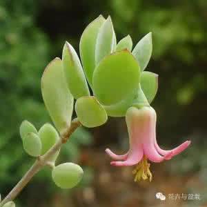 治愈系植物 22种花友最喜欢的治愈系植物，非你不养！