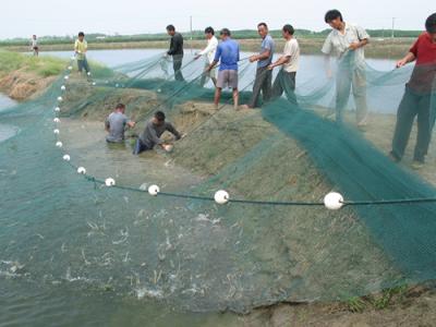 水产养殖水质检测仪 水产养殖净化水质 净化空气的小铃铛 丝兰的介绍与养殖方法