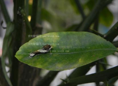 柑橘凤蝶 柑橘凤蝶 柑橘凤蝶对植物的的危害及防治方法