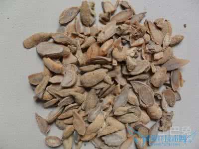 犬传染性肝炎治疗 郁金粉治疗传染性肝炎
